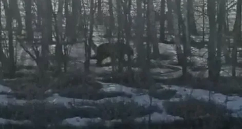 Под Магнитогорском жители поселка увидели медведя, гулявшего в лесополосе 