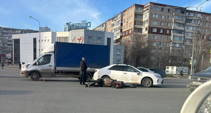 В Челябинске лошадь попала под "Тойоту" с номером 666, выбежав на красный свет светофора