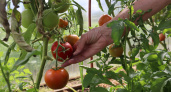 Названы пять лучших сортов помидоров для посадки на весну 2024 года 