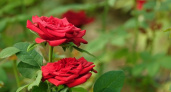 Будут цвести до октября: этот прием обеспечит все клумбы красными и высокими розами