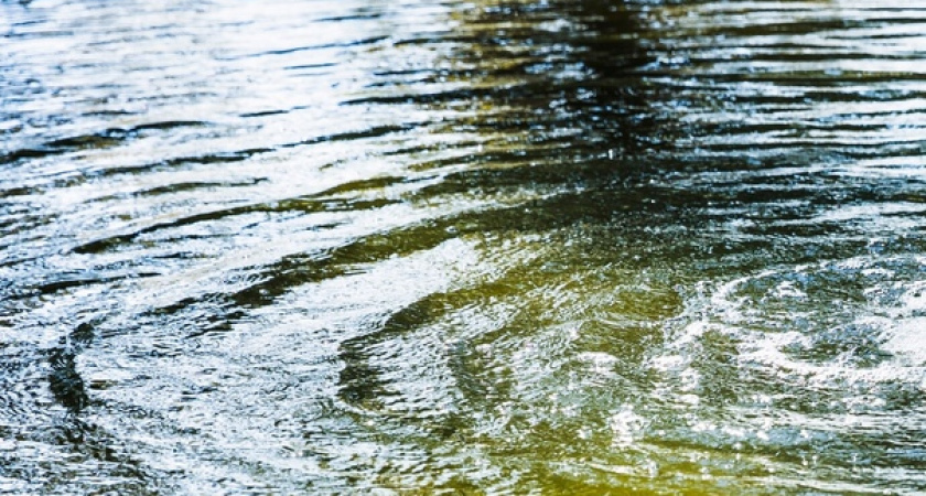 В магнитогорский водоем городского курорта "Притяжение" запущена первая партия малька сазана