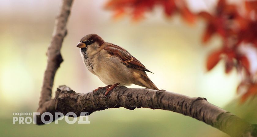 В Челябинской области от дефицита кустарников и скоса травы стали исчезать воробьи