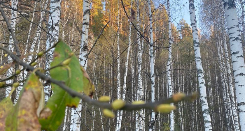 Из-за тёплого сентября на деревьях в Челябинской области начали набухать почки