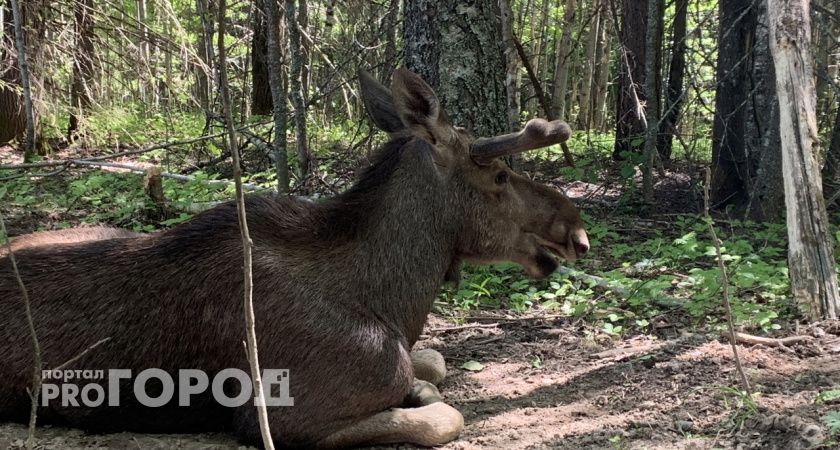 На Южном Урале участились случаи выхода лосей на дороги 